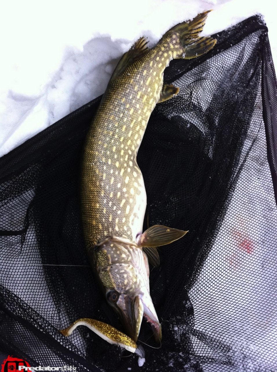 Pro Shads auf Hecht im Winter