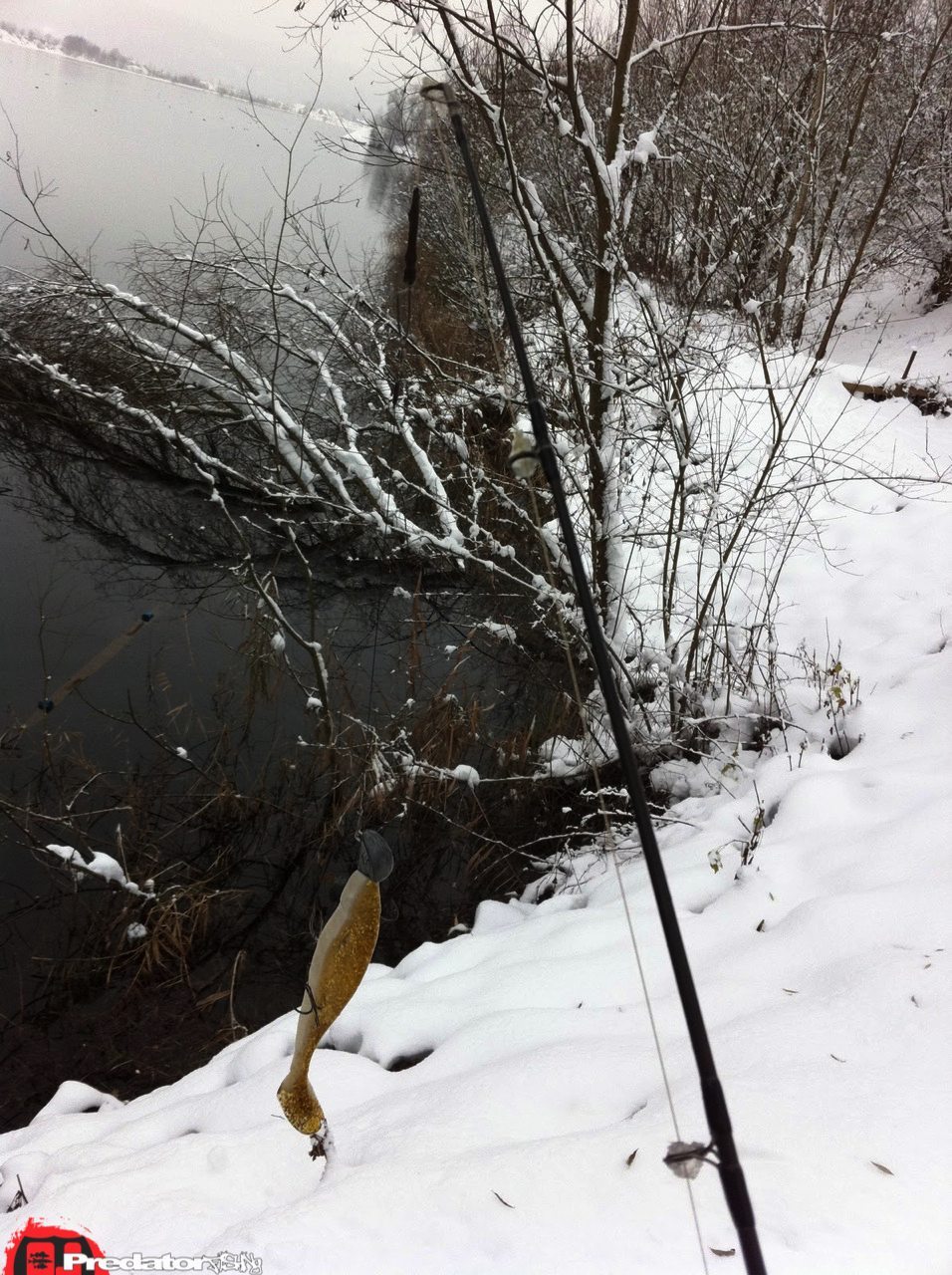 Pro Shads auf Hecht im Winter