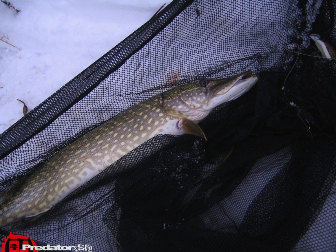 Pro Shads auf Hecht im Winter