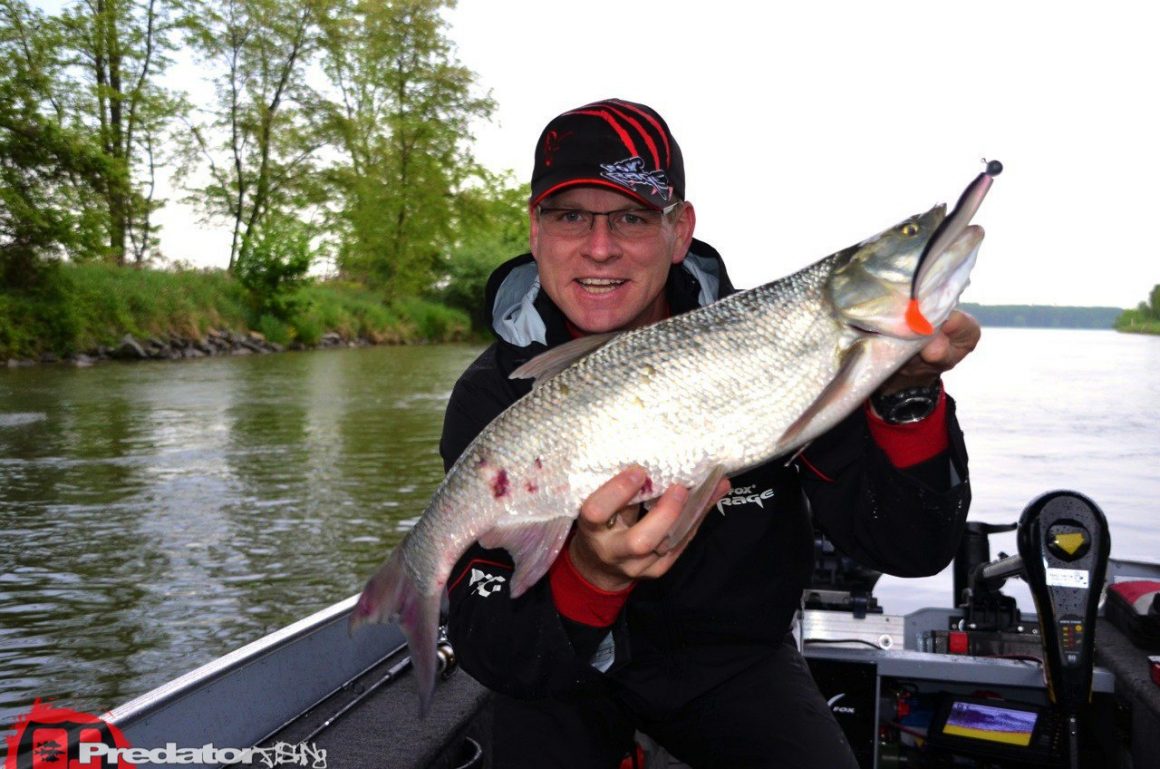 Rapfen auf FOX Rage Pro Shad in der Donau
