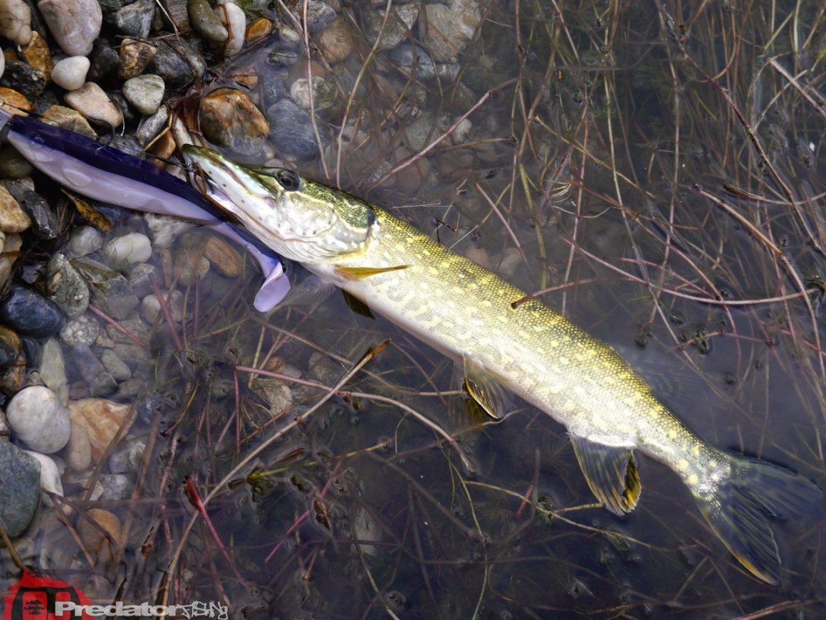 Raw Finesse Maßband, denn auf die Länge kommt es an