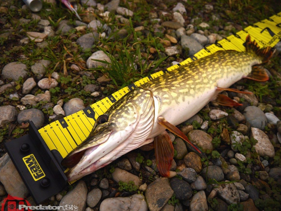 Raw Finesse Maßband, denn auf die Länge kommt es an