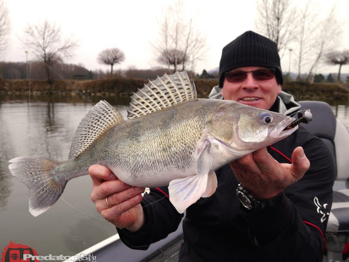 Saison 2015, die wird spannend auf Zander und Barsch an der Donau