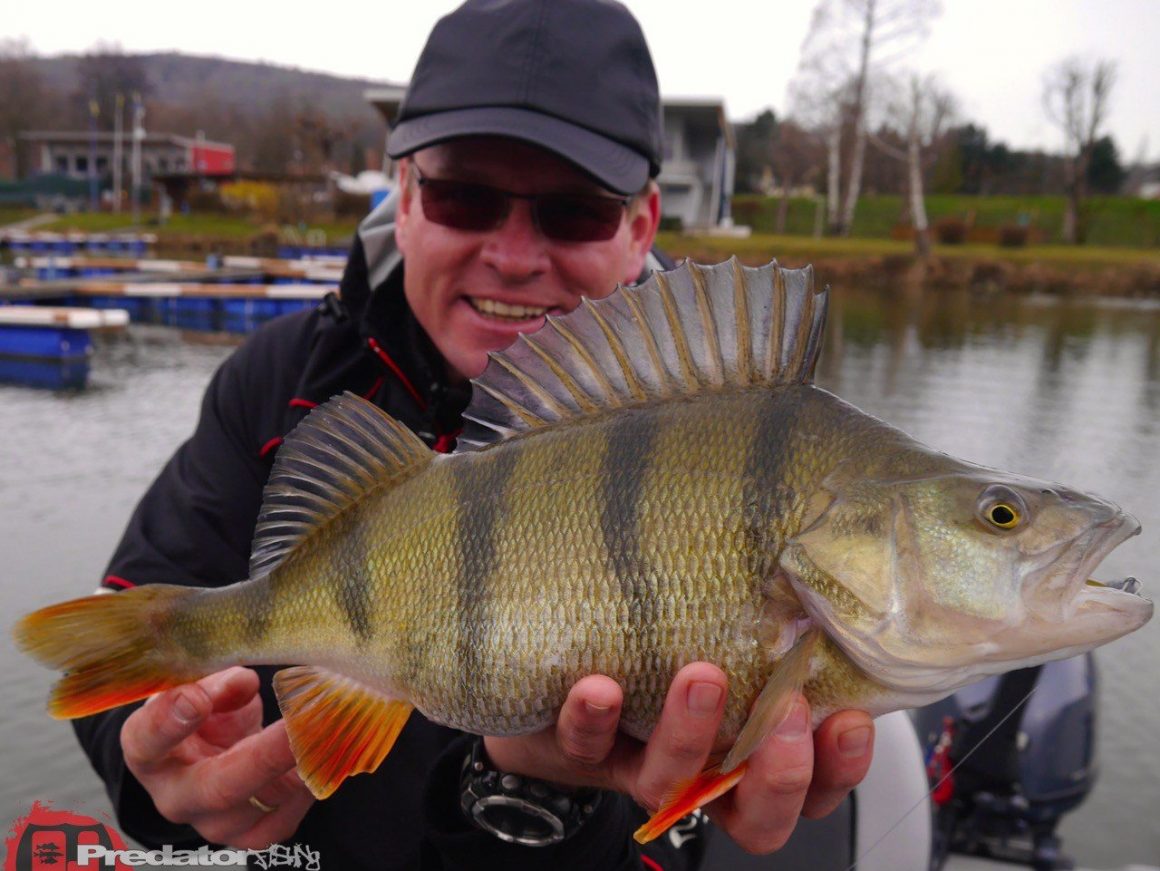 Saison 2015, die wird spannend auf Zander und Barsch an der Donau