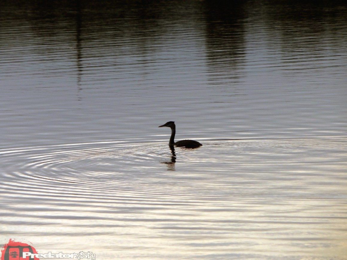 Wenn die Hechte nicht aktiv sind