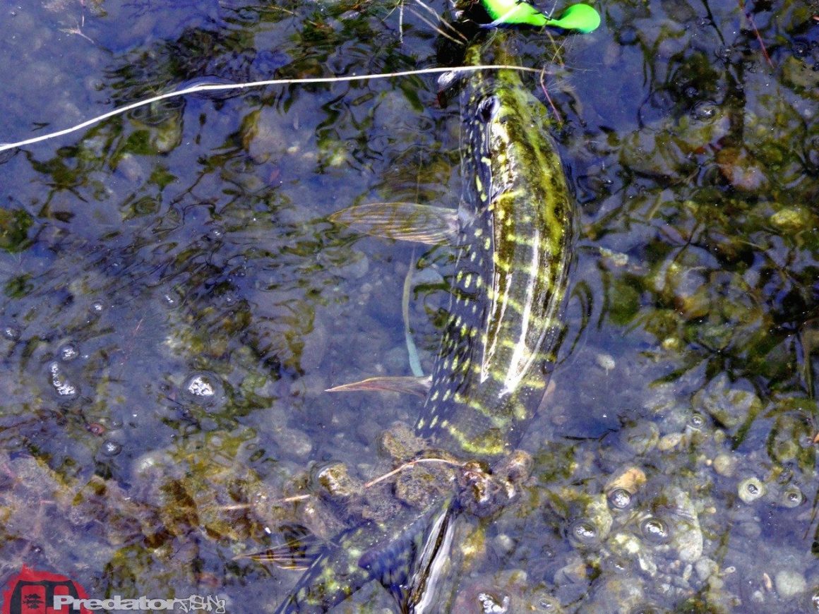 Wenn die Hechte nicht aktiv sind