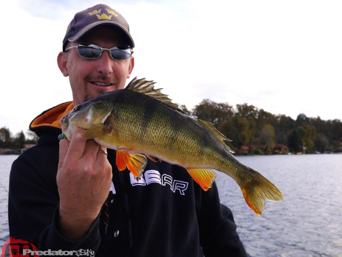 Wir fängt man Schwarzbarsch am Baggersee FOX Rage