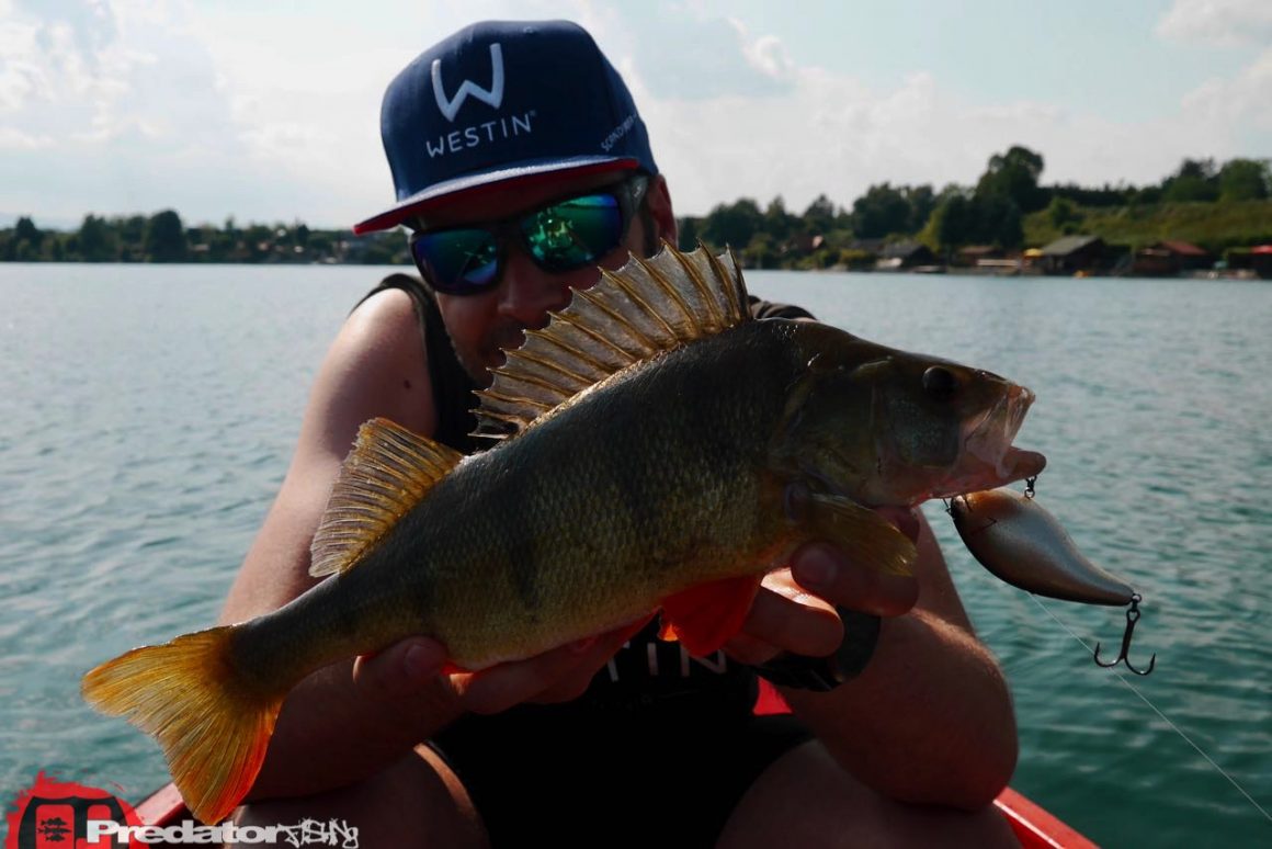 Megabass BIG-Z Z-Crank bluebackshad Black Label