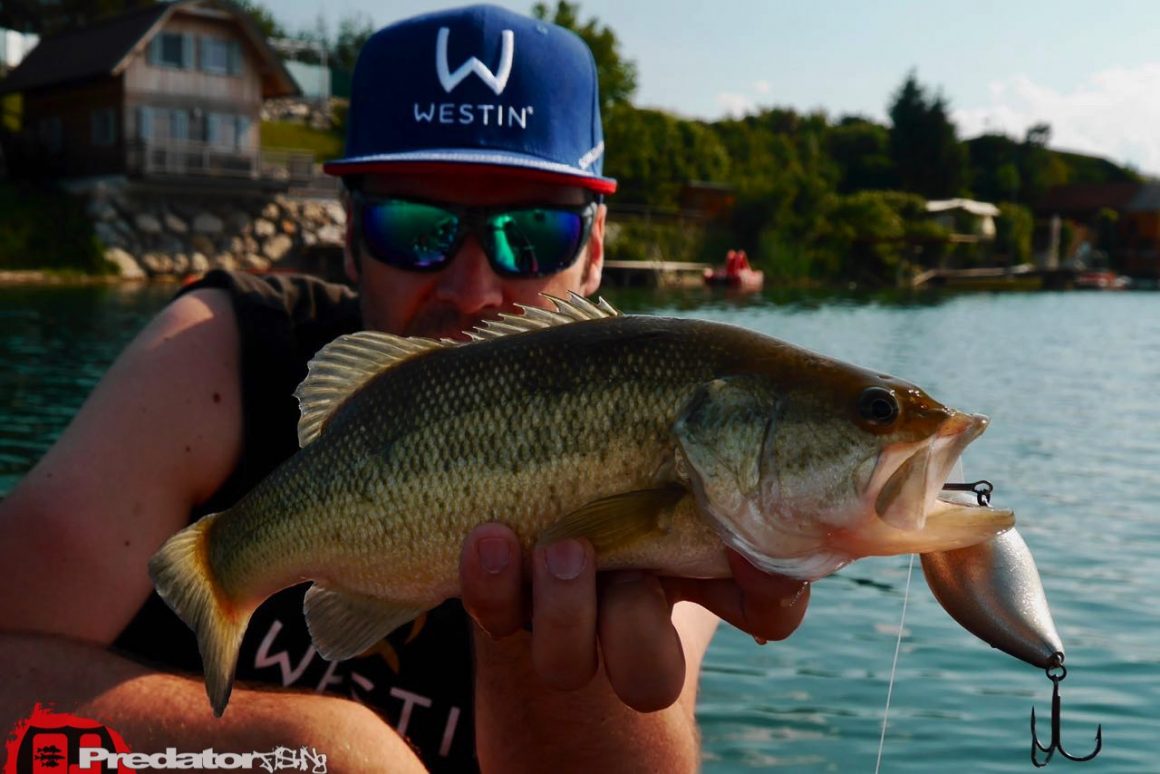 Megabass BIG-Z Z-Crank bluebackshad Black Label