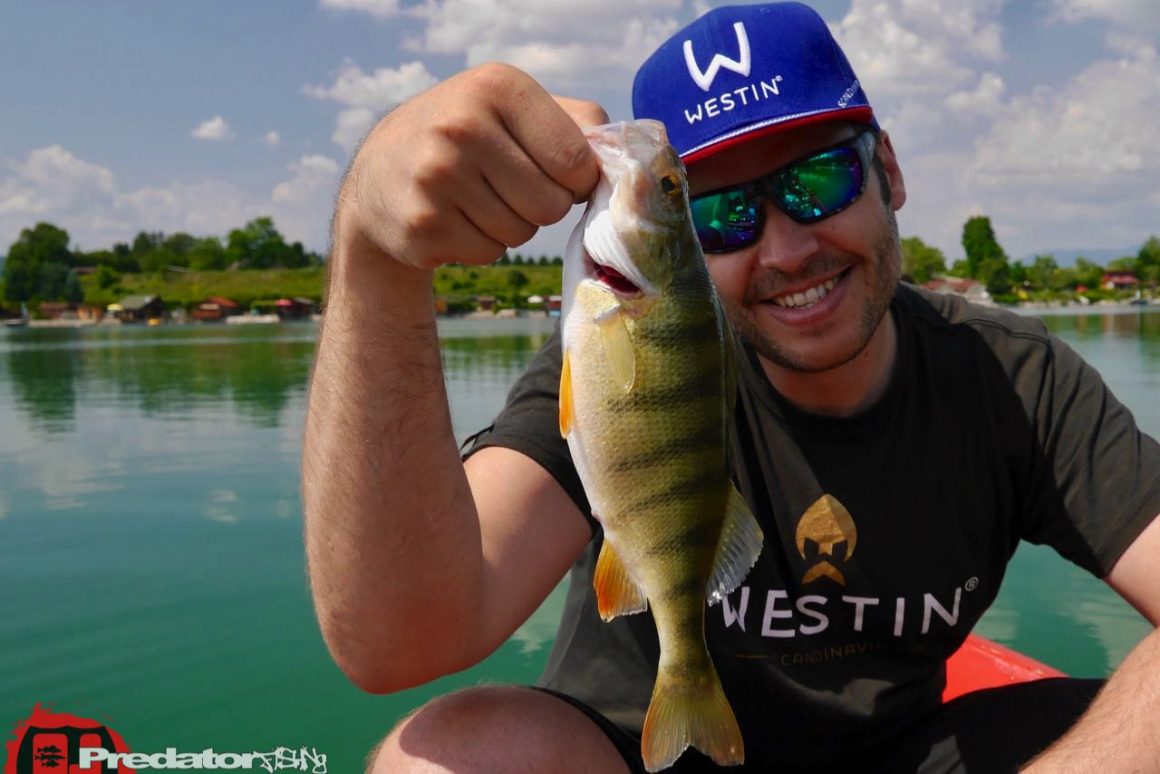 Raubfisch-Spots finden? Crankbaits Megabass BIG-Z Elbo Dive Westin Hypoteez