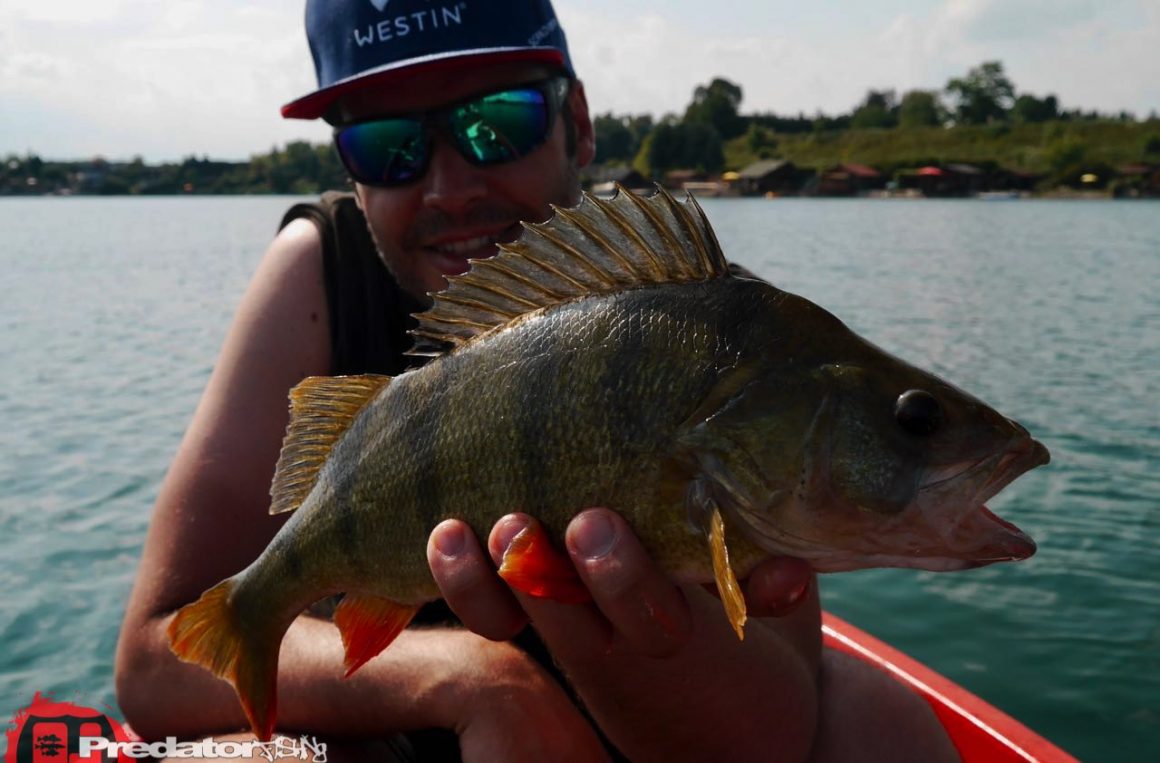 Raubfisch-Spots finden? Crankbaits Megabass BIG-Z Elbo Dive Westin Hypoteez