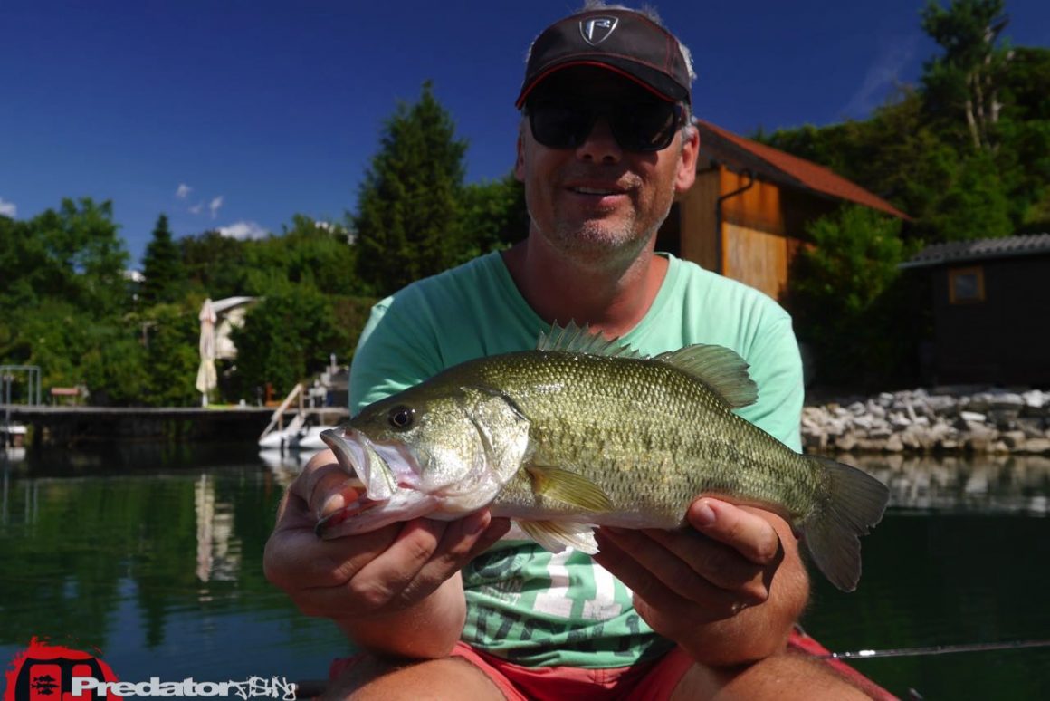 Westin KickTeez auf Zander - Westinfishing Kick Teez