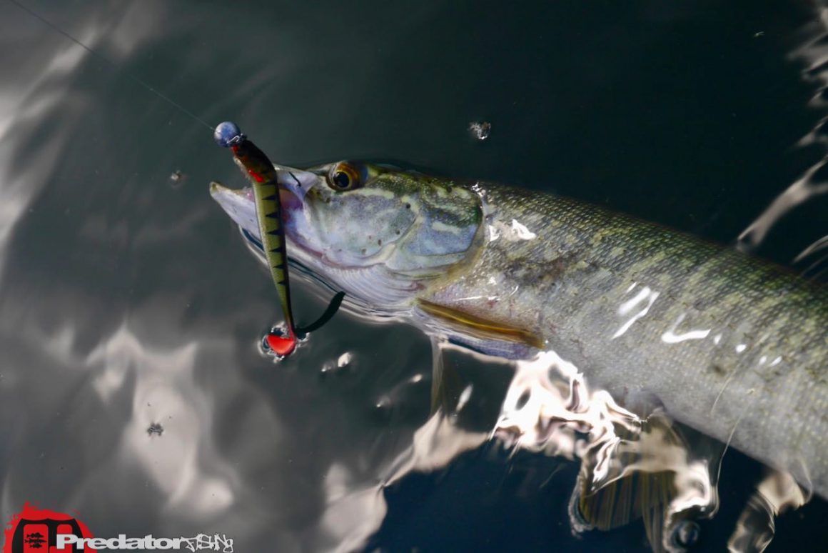 Westin KickTeez auf Zander - Westinfishing Kick Teez