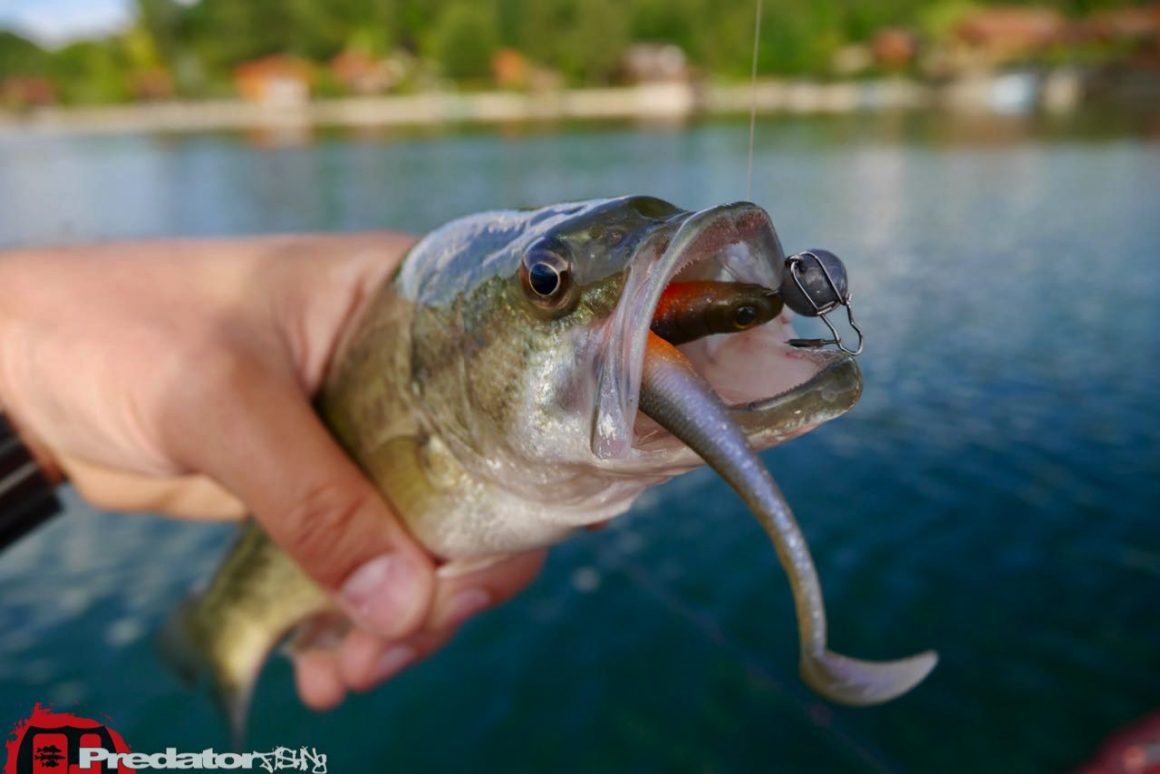 Westin KickTeez auf Zander - Westinfishing Kick Teez