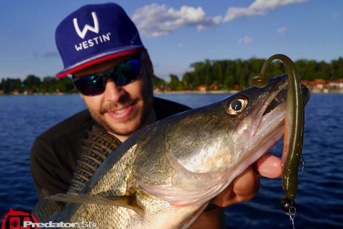 Westin KickTeez auf Zander - Westinfishing Kick Teez