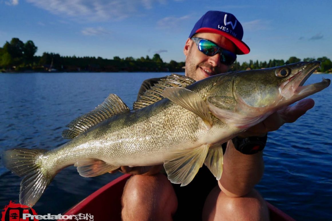 Westin KickTeez auf Zander - Westinfishing Kick Teez