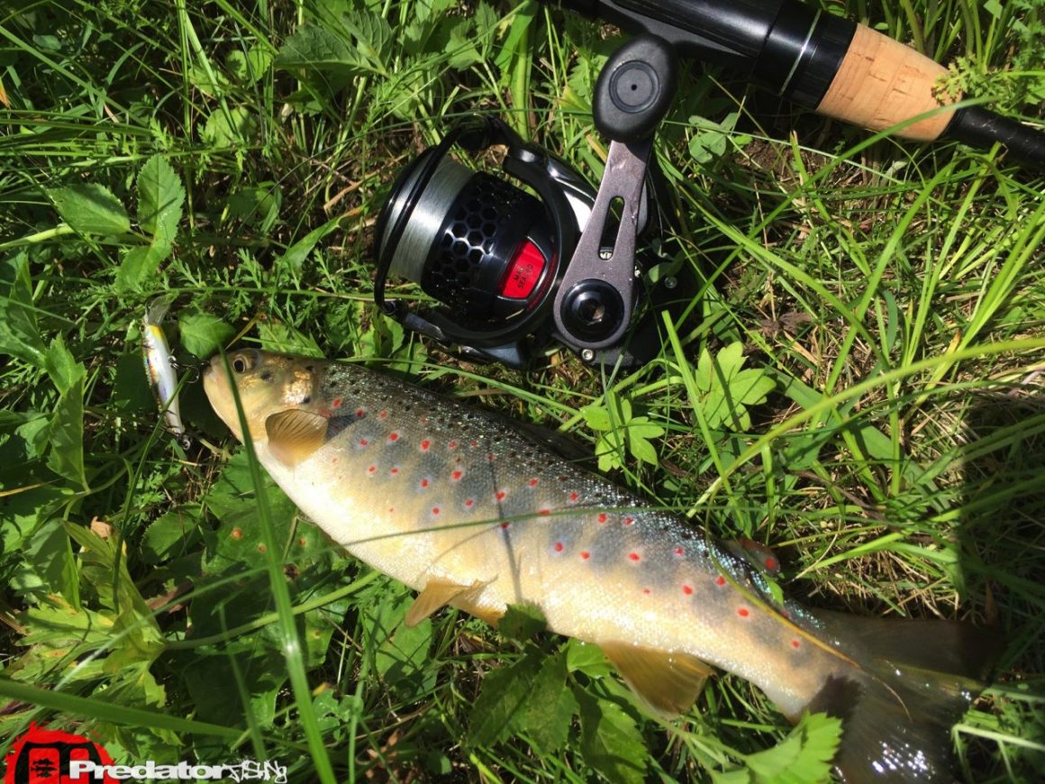 im kleinen Bach auf Forelle -Megabass Great Hunting