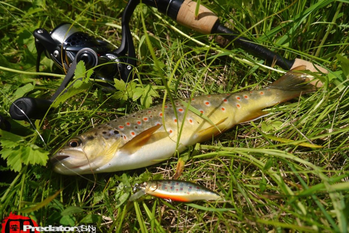 im kleinen Bach auf Forelle -Megabass Great Hunting