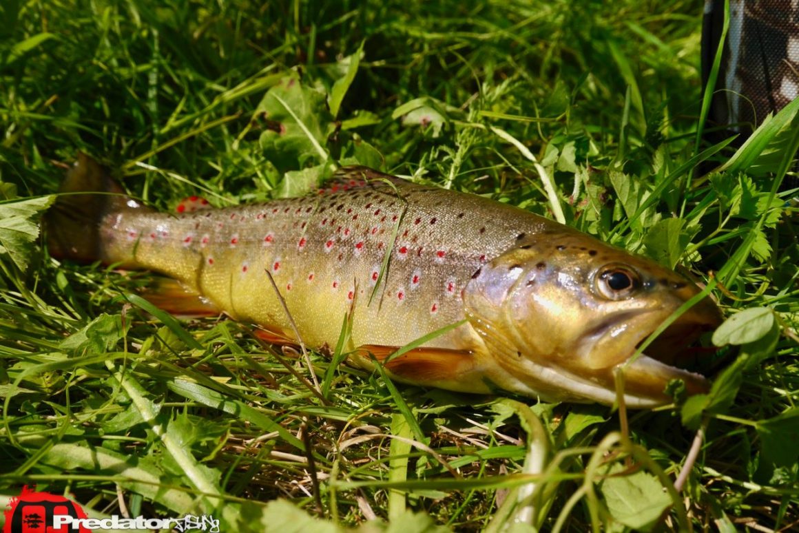 im kleinen Bach auf Forelle -Megabass Great Hunting