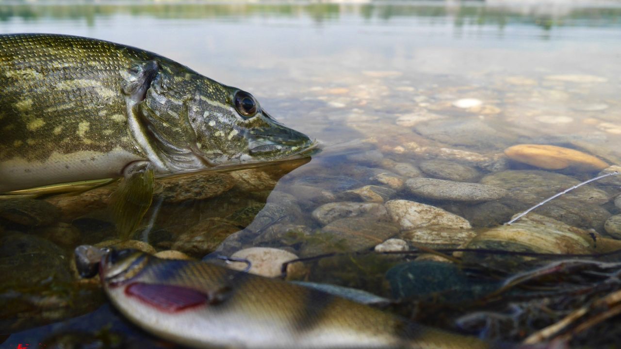 Meterhecht im Sommer auf Westin ShadTeez