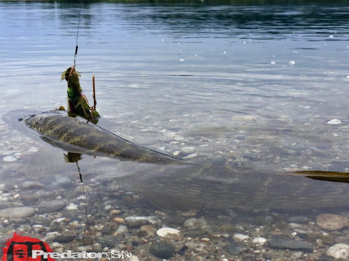 Raubfisch nach Wetterumschwung