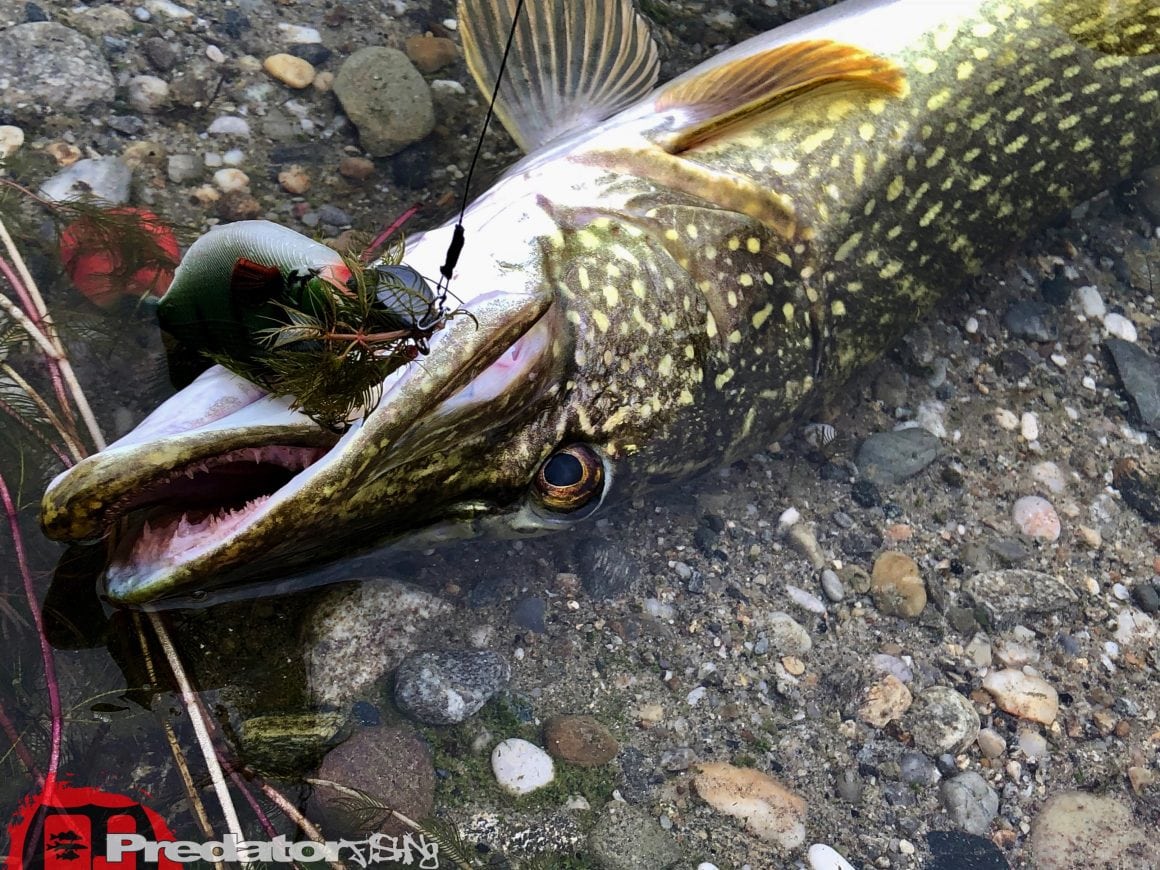 Raubfisch nach Wetterumschwung