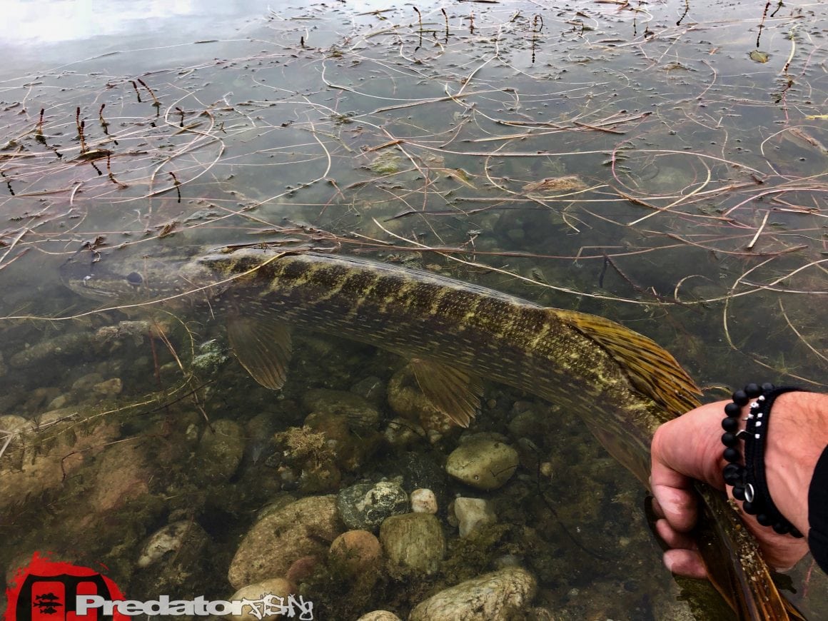 Raubfisch nach Wetterumschwung