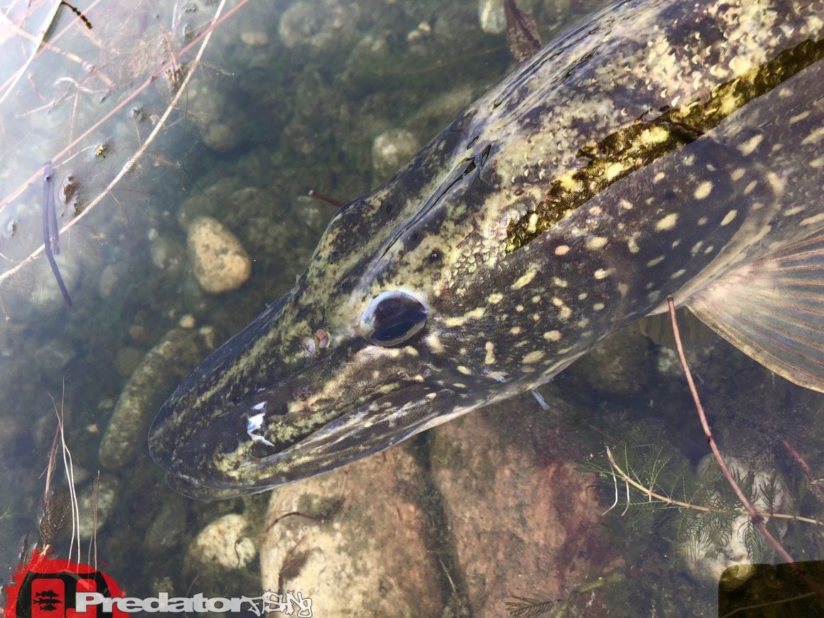 Raubfisch nach Wetterumschwung