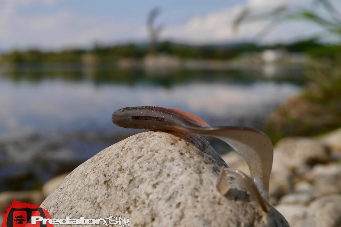 Westin Curlteez mit Round up Jigkopf